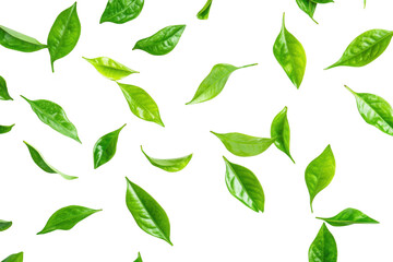 A arrangement of fresh green leaves scattered artistically on a clean white background. ideal for nature-themed designs and organic product promotions