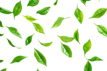 A arrangement of fresh green leaves scattered artistically on a clean white background. ideal for nature-themed designs and organic product promotions