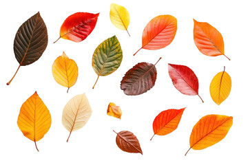 Obraz premium A arrangement of autumn leaves in various colors including red. orange. yellow. and brown. set against a clean white background. the beauty of fall foliage