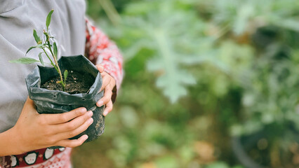 Young Plant in Hand: Nurturing New Life