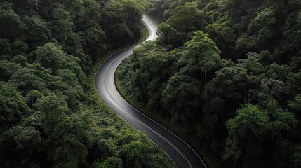 aerial view of a winding wet asphalt road curving through dense green forest canopy with a peaceful, mysterious atmosphere