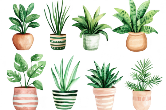 A collection of various potted plants featuring diverse foliage and textures. arranged artistically on a clean white background. ideal for home decor inspiration and botanical illustrations