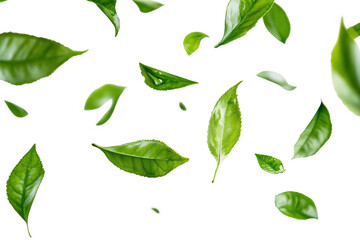A serene composition of green leaves gracefully floating in mid-air against a clean white background. creating a fresh and atmosphere ideal for nature-themed designs