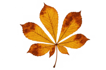 Horse chestnut leaf showing vibrant yellow and brown autumn colors with transparent background, representing seasonal change and nature's cycle