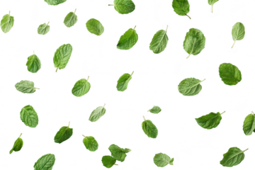 A arrangement of fresh mint leaves scattered artistically on a clean white background. highlighting their texture and color. ideal for culinary or wellness-themed projects