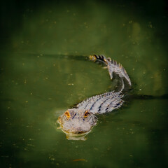 Alligator in Water