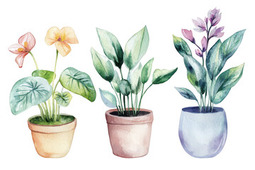 A watercolor illustration three distinct potted plants with colorful flowers and lush green leaves. set against a clean white background. ideal for home decor or gardening themes