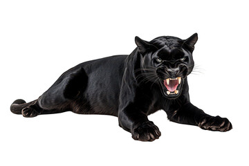 A fierce black panther snarling while lying on a white background. its powerful physique and intense expression. ideal for wildlife photography and educational materials