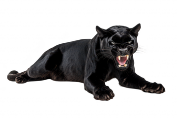 A fierce black panther snarling while lying on a white background. its powerful physique and intense expression. ideal for wildlife photography and educational materials