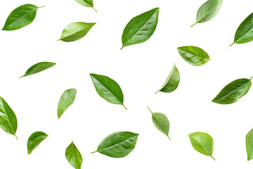 A arrangement of various green leaves scattered on a clean white background. the diversity of leaf shapes and textures. ideal for nature-themed design projects (1)