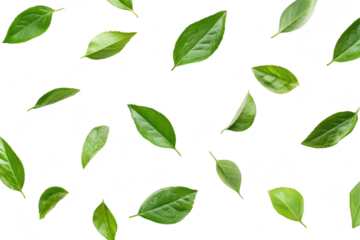 A arrangement of various green leaves scattered on a clean white background. the diversity of leaf shapes and textures. ideal for nature-themed design projects (1)