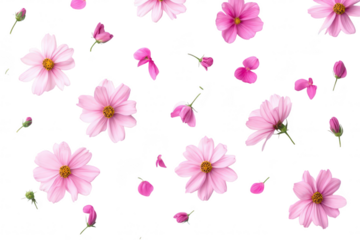 A arrangement of pink flowers scattered artistically on a white background. various stages of bloom. ideal for nature-themed projects or floral designs