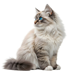 Fluffy Cat with Blue Eyes & Snow Specks. Majestic Feline on White Background. on transparent background
