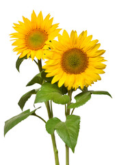 Obraz premium Two sunflowers in bouquet isolated on white background. Sun symbol. Flowers yellow, agriculture. Seeds and oil. Flat lay, top view. Bio. Eco. Creative