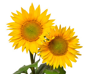 Fototapeta premium Two sunflowers in bouquet isolated on white background. Sun symbol. Flowers yellow, agriculture. Seeds and oil. Flat lay, top view. Bio. Eco. Creative
