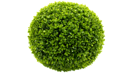 Green topiary ball isolated on transparent background for garden and home decor