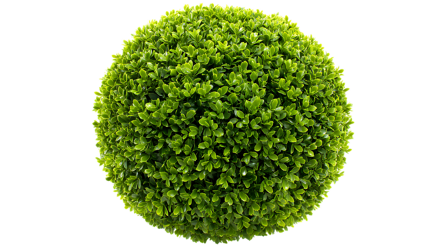 Green topiary ball isolated on transparent background for garden and home decor - Powered by Adobe