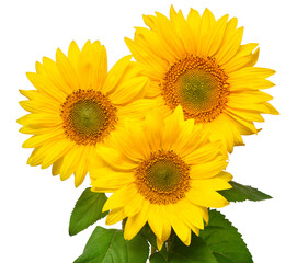 Obraz premium Flower bouquet with three sunflowers isolated on white background. The seeds and oil. Floral arrangement. Picturesque and conceptual scene. Flat lay, top view
