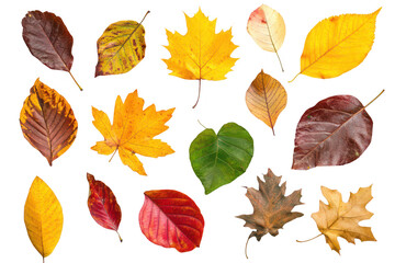 Obraz premium A collection of autumn leaves various shapes. colors. and textures. arranged artistically on a clean white background. perfect for nature-themed projects or seasonal decor