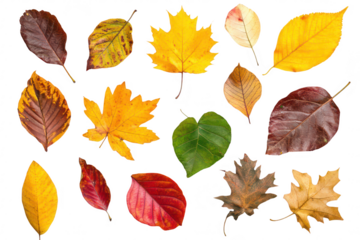 A collection of autumn leaves various shapes. colors. and textures. arranged artistically on a clean white background. perfect for nature-themed projects or seasonal decor
