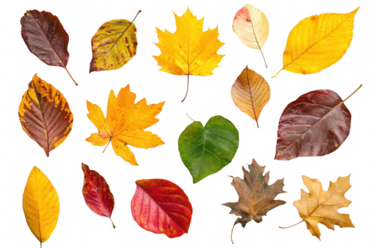 A collection of autumn leaves various shapes. colors. and textures. arranged artistically on a clean white background. perfect for nature-themed projects or seasonal decor