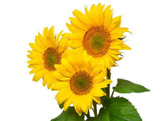 Flower bouquet with three sunflowers isolated on white background. The seeds and oil. Floral arrangement. Picturesque and conceptual scene. Flat lay, top view