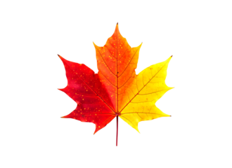 autumn maple leaf transparent background