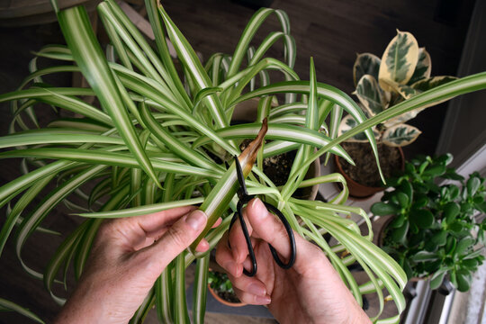 Person hands cutting brown tips on spider plant leaves