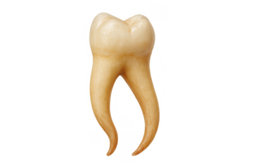 Human molar tooth showing anatomical root structure, oral hygiene, dentistry, medical, dental care concept