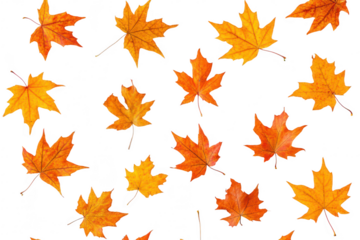 A arrangement of autumn maple leaves in shades of orange and yellow scattered on a clean white background. ideal for seasonal decorations or nature-themed designs