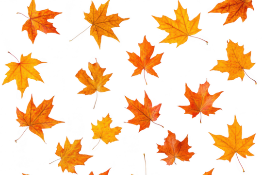 A arrangement of autumn maple leaves in shades of orange and yellow scattered on a clean white background. ideal for seasonal decorations or nature-themed designs
