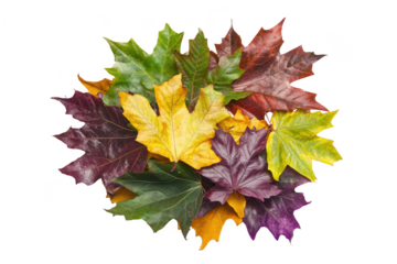 A collection of autumn leaves in various colors including green. yellow. orange. red. and purple. arranged artistically on a white background. ideal for seasonal decor or nature-themed projects