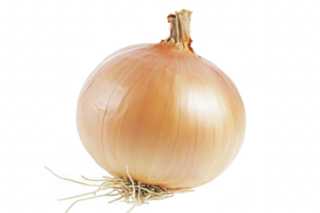 A single. fresh onion with a smooth. golden-brown skin and visible roots. isolated on a white background. ideal for culinary or agricultural stock photography