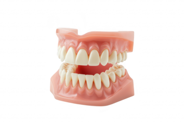 A detailed dental model upper and lower teeth. highlighting dental anatomy and structure. set against a clean white background. ideal for educational and dental training purposes