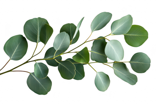 A close-up view of lush eucalyptus leaves arranged elegantly on a white background. their green colors and unique shapes. ideal for nature-themed designs and decor