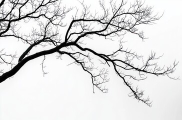 Obraz premium long bare tree branch silhouette against a pale sky conveying quiet solitude and minimalist calm