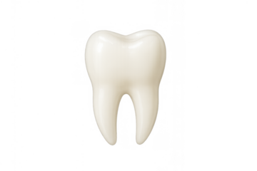 Human molar tooth model showing healthy dental anatomy for dentistry concepts on transparent background