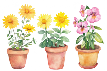 A watercolor illustration featuring three potted plants with bright yellow daisies and delicate pink pansies. set against a clean white background. ideal for botanical-themed decor or gardening conten