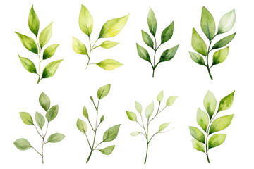 Fototapeta premium A collection of beautifully illustrated green leaves in various shapes and sizes. the diversity of nature. suitable for botanical designs and eco-friendly themes
