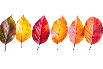 A arrangement of autumn leaves a spectrum of colors from deep red to bright yellow. set against a clean white background. ideal for seasonal decor or nature themes