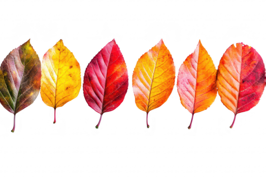 A arrangement of autumn leaves a spectrum of colors from deep red to bright yellow. set against a clean white background. ideal for seasonal decor or nature themes