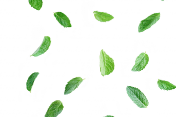 A arrangement of fresh mint leaves scattered against a clean white background. capturing the essence of natures freshness. ideal for culinary and wellness themes