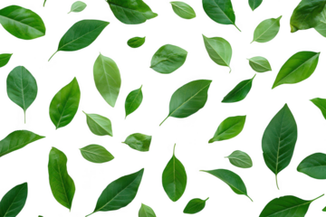 A arrangement of various green leaves scattered artistically on a clean white background. the diversity of foliage. perfect for nature-themed designs or eco-friendly projects