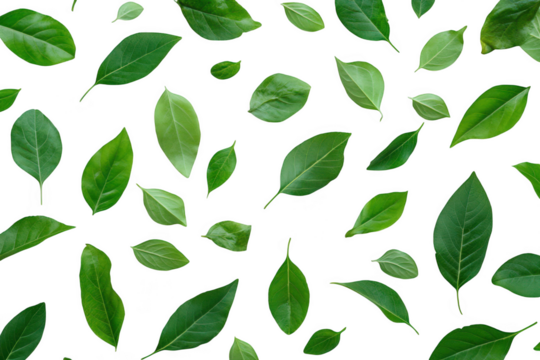 A arrangement of various green leaves scattered artistically on a clean white background. the diversity of foliage. perfect for nature-themed designs or eco-friendly projects