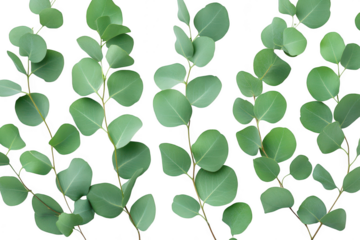A close-up view of green eucalyptus leaves arranged neatly on a white background. their natural beauty and texture. ideal for botanical themes or design projects