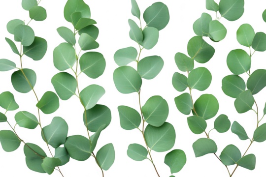 A close-up view of green eucalyptus leaves arranged neatly on a white background. their natural beauty and texture. ideal for botanical themes or design projects