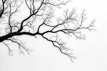 Silhouette of a bare tree branch with intricate twigs against a blank white sky, evoking quiet solitude and stark minimalist calm