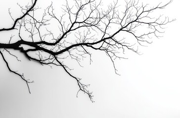 bare silhouetted tree branches stretching across a pale sky, minimalist and serene with stark high-contrast lines evoking solitude