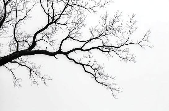 Silhouette of a bare tree branch with intricate twigs against a blank white sky, evoking quiet solitude and stark minimalist calm - Powered by Adobe