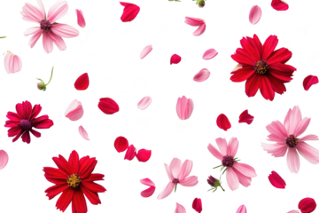 A arrangement of pink and red flowers and scattered petals on a clean white background. creating a fresh and cheerful atmosphere. ideal for floral-themed designs or spring promotions